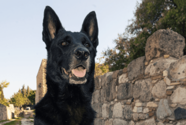 تعرّف على شخصية كلاب المالينو الأسود: دليل شامل