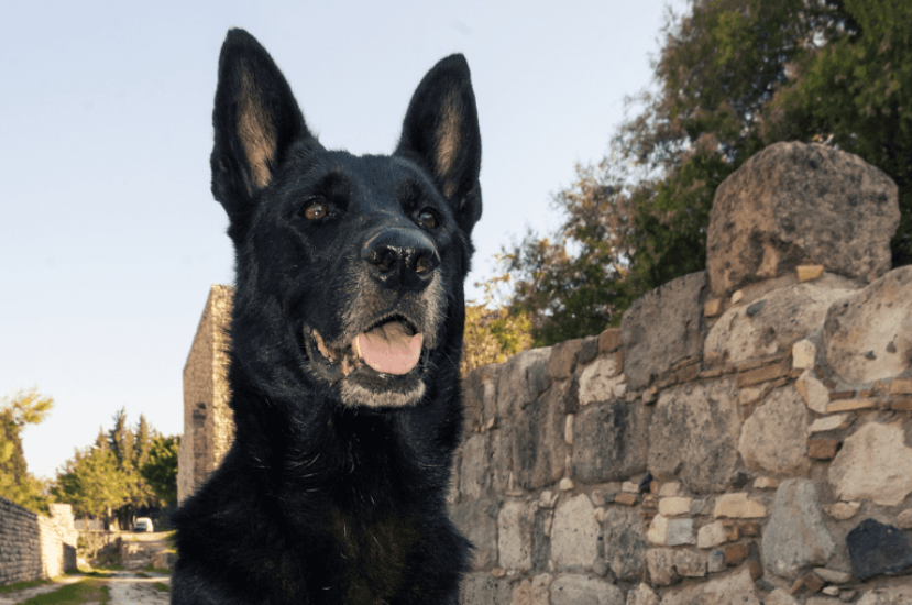 تعرّف على شخصية كلاب المالينو الأسود: دليل شامل