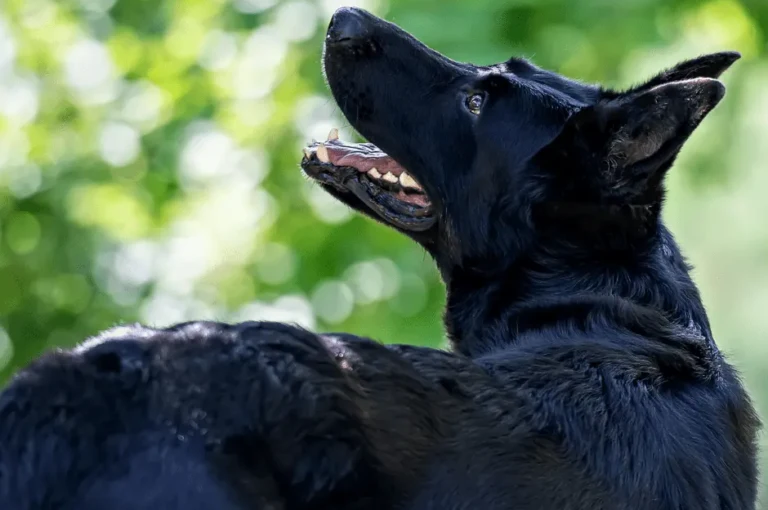 تصرفات كلاب البلاك كود وكيفية التعامل معها