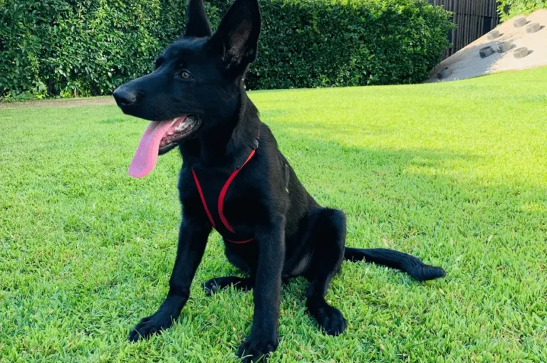 مميزات كلاب البلاك كود الصغيرة وكيفية العناية بها