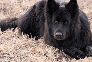 كيفية العناية بكلاب البلاك كود