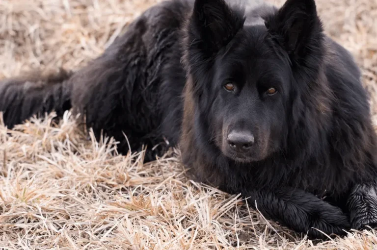 كيفية العناية بكلاب البلاك كود