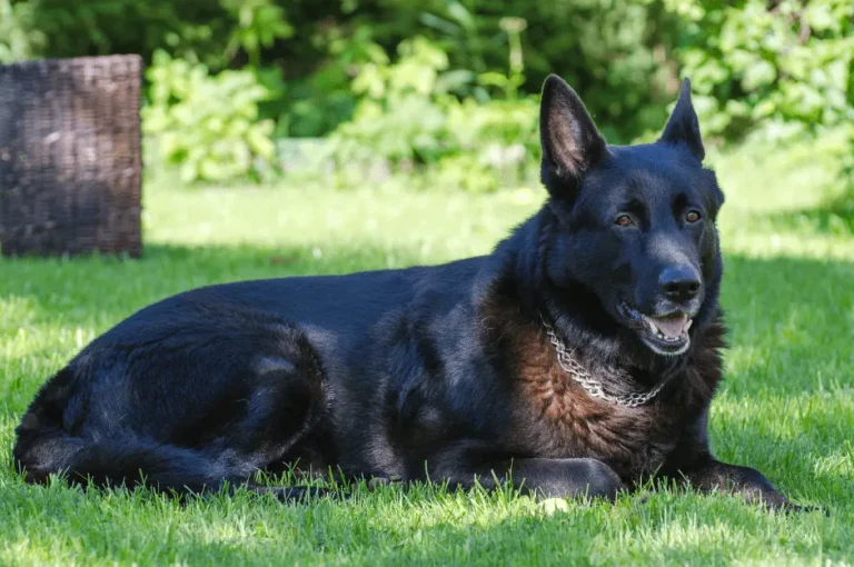 تعرّف على شخصية كلاب البلاك كود وكيفية التعامل معها