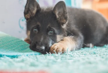 كيف تدرب كلاب البلاك كود على استخدام الحمام