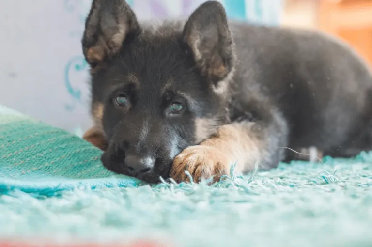 كيف تدرب كلاب البلاك كود على استخدام الحمام