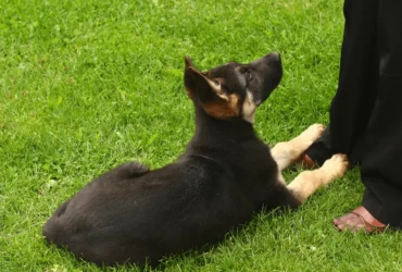 نصائح لتدريب كلاب البلاك كود على الطاعة