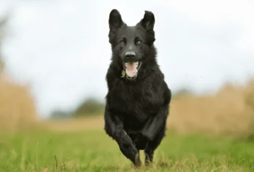 اكتشف أفضل أنواع الكلاب السوداء بلاك كود مع الصور