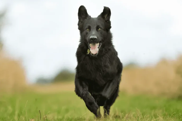 اكتشف أفضل أنواع الكلاب السوداء بلاك كود مع الصور