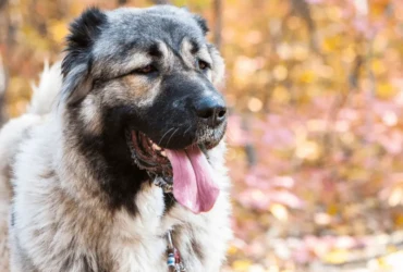 كيف تدرب كلاب الكوكيجن على استخدام الحمام