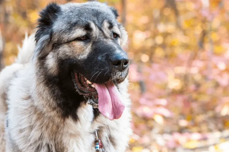 كيف تدرب كلاب الكوكيجن على استخدام الحمام