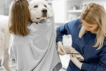 كيف تعتني بكلاب الكوكيجن؟