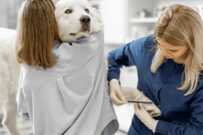 كيف تعتني بكلاب الكوكيجن؟