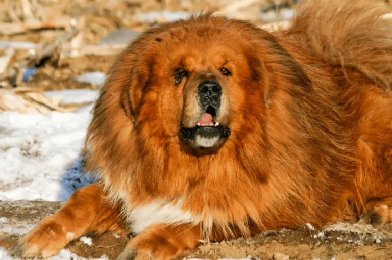 اكتشف أنواع الكلاب الكوكيجن