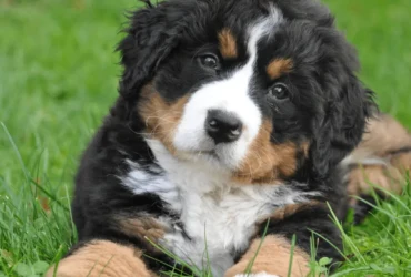 مميزات كلاب الكوكيجن الصغيرة