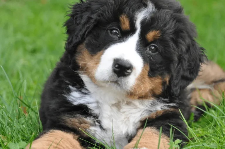 مميزات كلاب الكوكيجن الصغيرة