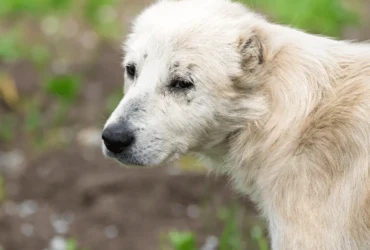 دليل شامل عن كلاب الكوكيجن البيضاء