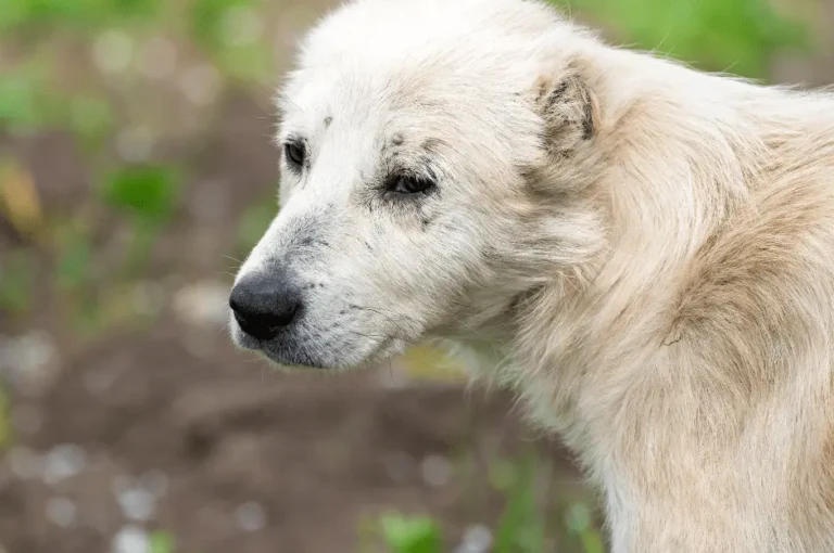 دليل شامل عن كلاب الكوكيجن البيضاء