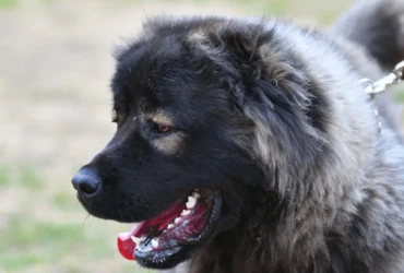 نصائح لتدريب كلاب الكوكيجن على الطاعة