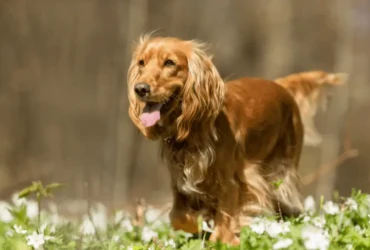 مميزات كلاب الكوكر الصغيرة