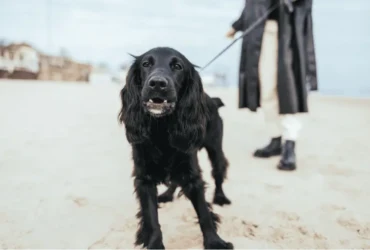 نصائح لتدريب كلاب الكوكر على الطاعة