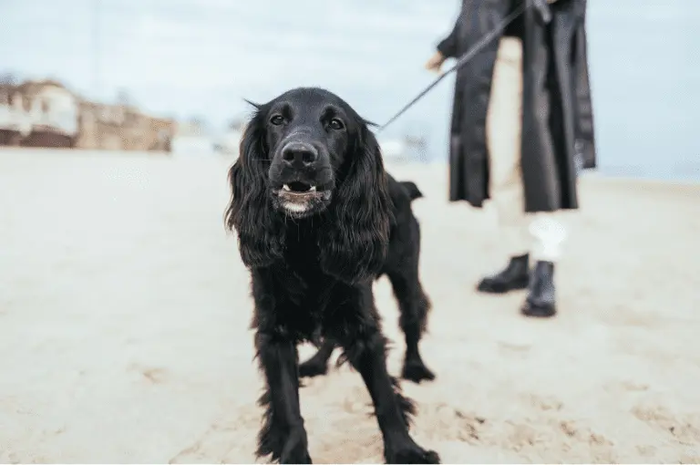 نصائح لتدريب كلاب الكوكر على الطاعة