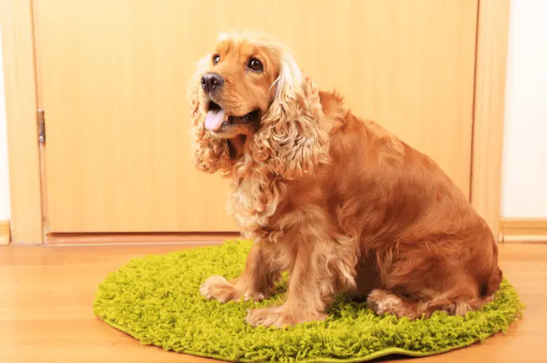 تصرفات كلاب الكوكر وكيفية التعامل معها