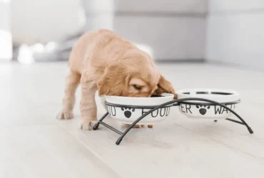 أفضل طعام لكلاب الكوكر