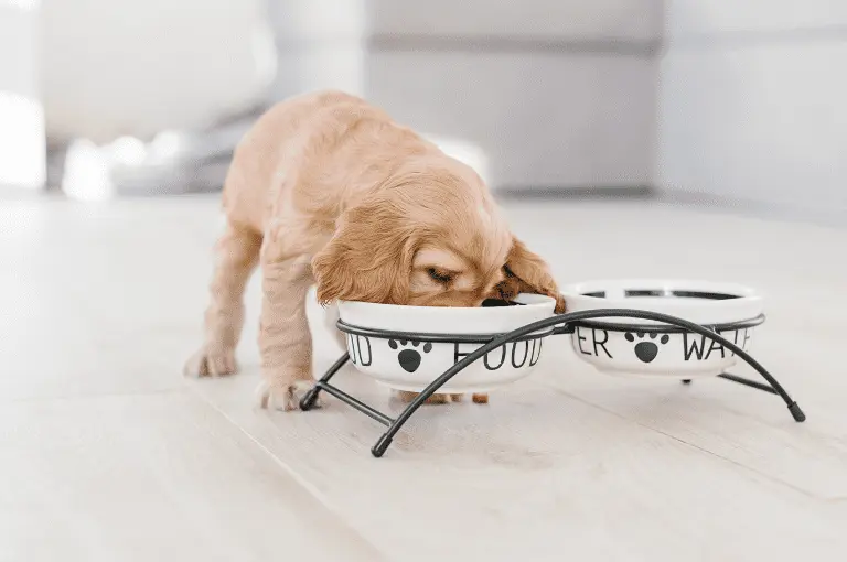 أفضل طعام لكلاب الكوكر