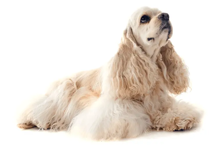 تعرف على كلاب الكوكر البيضاء