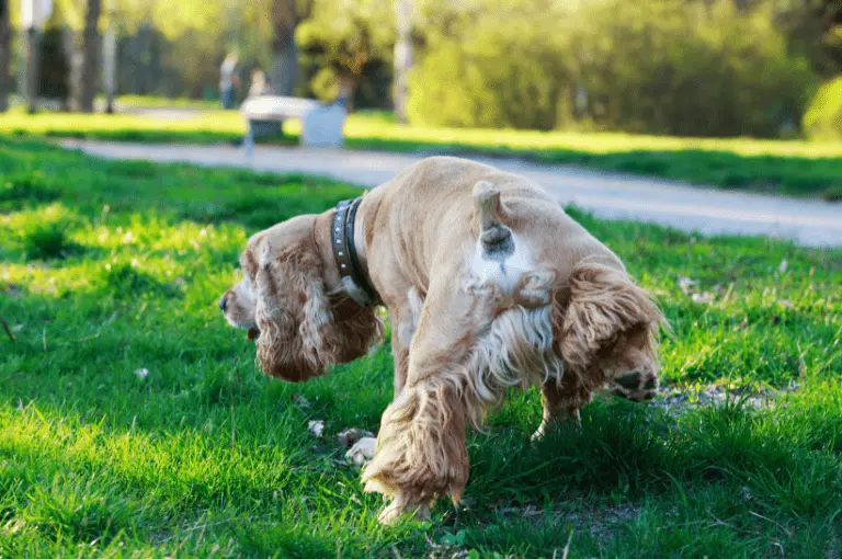كيف تدرب كلاب الكوكر على استخدام الحمام