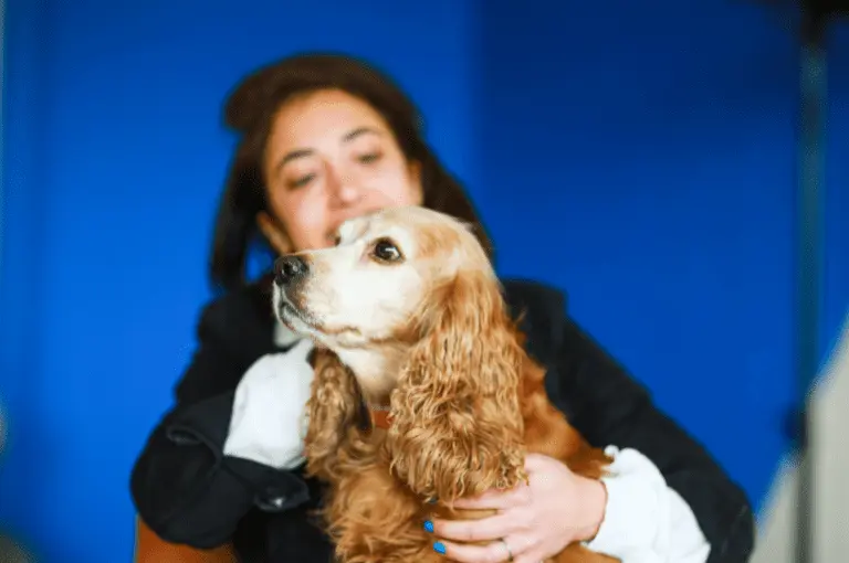 كيف تتبنى كلب كوكر