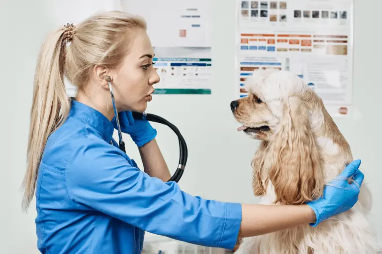 كيف تحافظ على صحة كلاب الكوكر