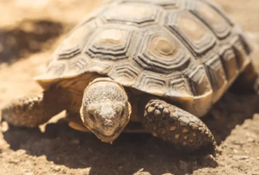 كم تعيش السلاحف الصغيرة؟