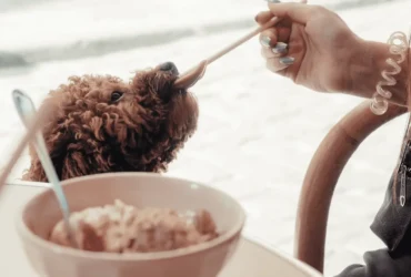 نصائح مهمة لتغذية الكلاب