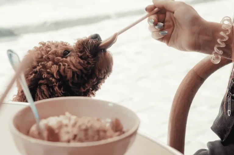 نصائح مهمة لتغذية الكلاب