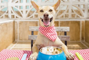 تعرف على مكونات أكل الكلاب الصحية