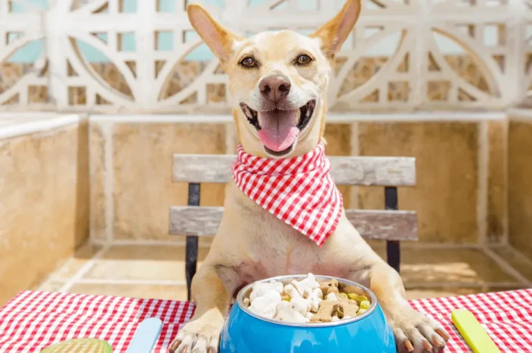 تعرف على مكونات أكل الكلاب الصحية