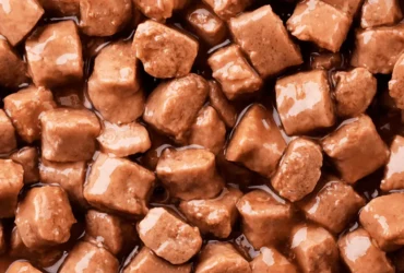 فوائد أكل الكلاب الرطب وكيفية تقديمه لكلبك