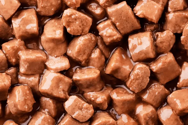 فوائد أكل الكلاب الرطب وكيفية تقديمه لكلبك