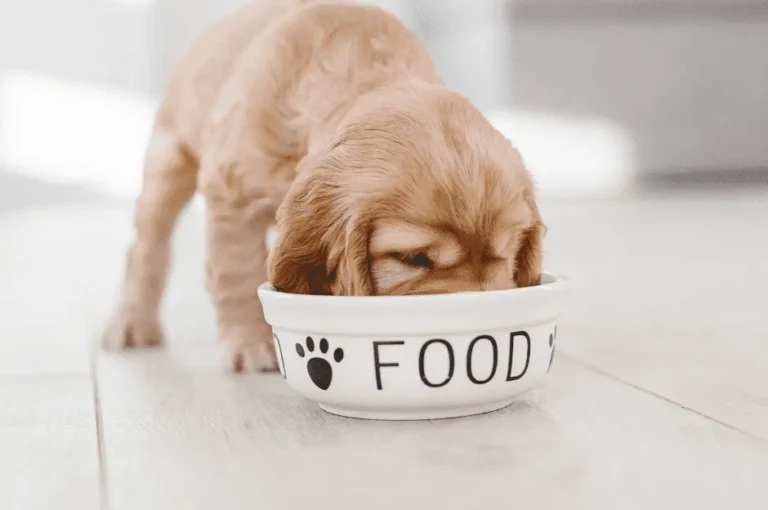 ما هو الأكل المناسب لجروك؟