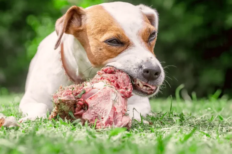 تجنب هذه الأخطاء في تغذية كلبك