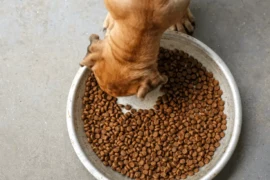 فوائد أكل الكلاب الجاف وكيفية تقديمه بشكل صحيح