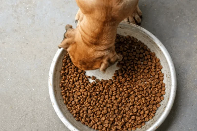 فوائد أكل الكلاب الجاف وكيفية تقديمه بشكل صحيح