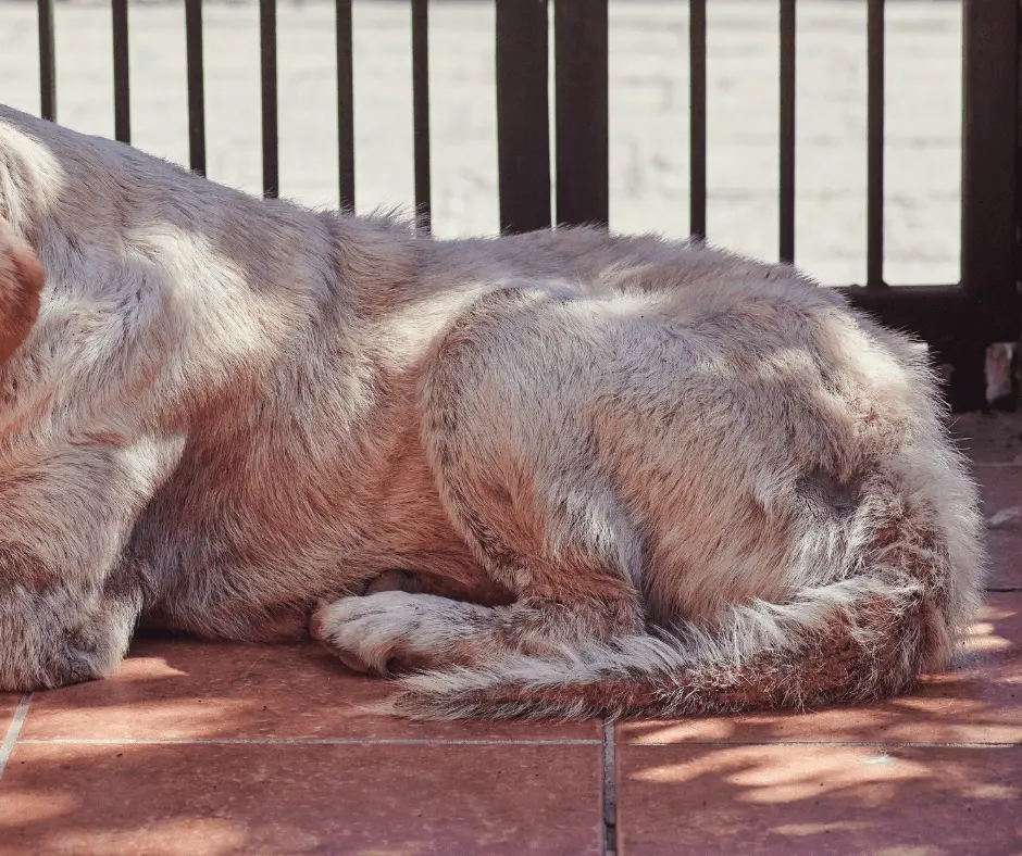 الفطريات الجلدية