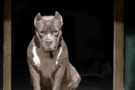 نصائح تدريب الكلاب الشرسة الصغيرة