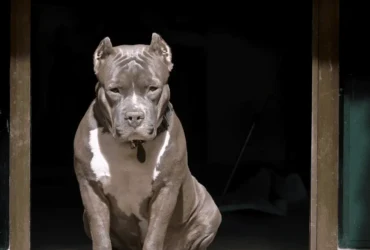 نصائح تدريب الكلاب الشرسة الصغيرة