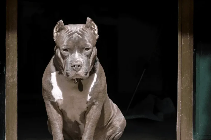 نصائح تدريب الكلاب الشرسة الصغيرة