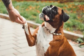 دليل شامل لتدريب الكلاب الشرسة