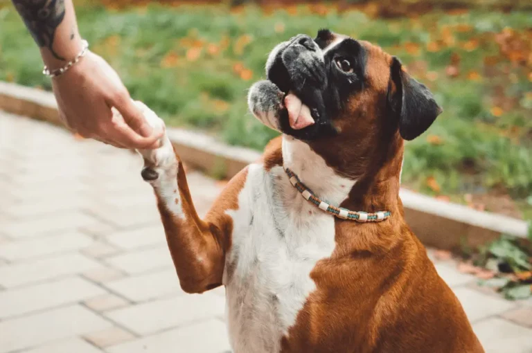 دليل شامل لتدريب الكلاب الشرسة