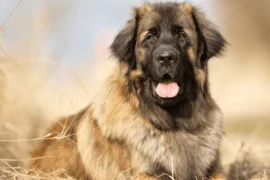 تعرف على افضل أنواع الكلاب الشرسة